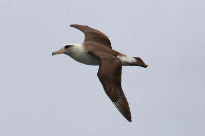 Layson Albatross 