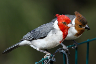 Red-crested Cardinal