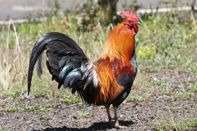 Red-Junglefowl Chicken