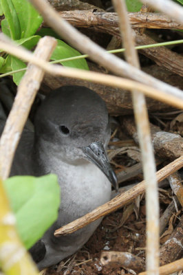 Wedge-tailed Shearwater