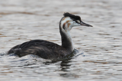 Australasian Crested Grebe