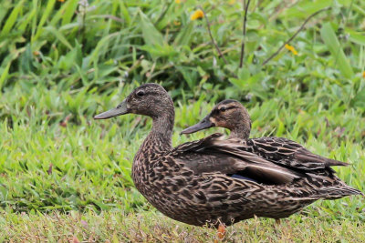 Hawaiian (Koloa) Duck