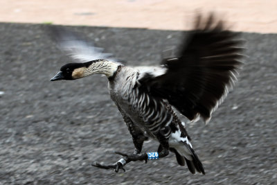 Nene Goose