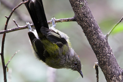 New Zealand Bellbird 