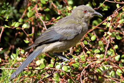 New Zealand Bellbird