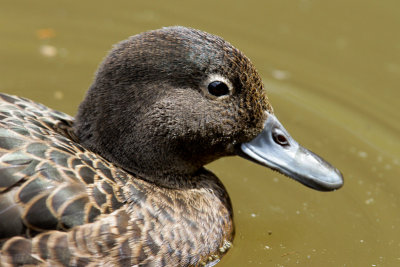 New Zealand Brown Teal