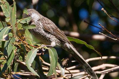 Little Wattlebird