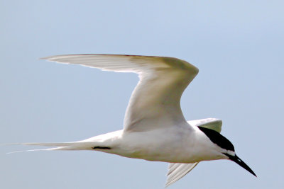 White-front Tern