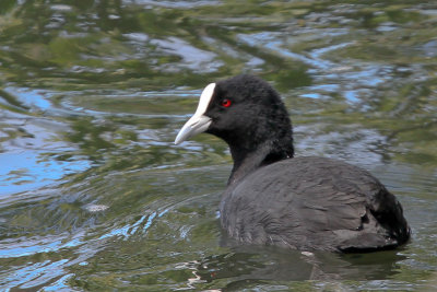  Australian Coot