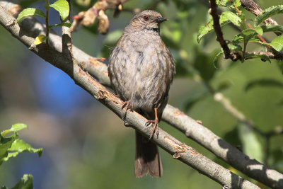 Dunnock