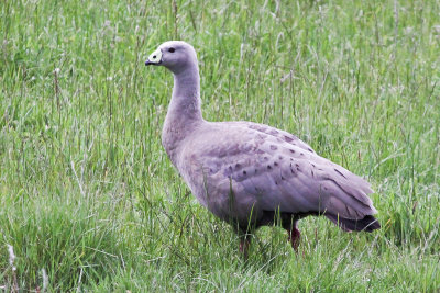 Cape-Barren Goose