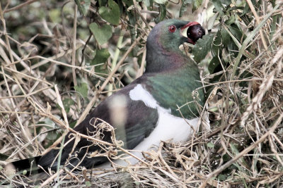 New Zealand Pigeon (Kereru)