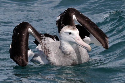 Gibson Wandering Albatross