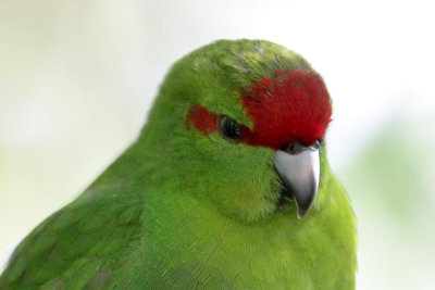 Red-crowned Parakeet 