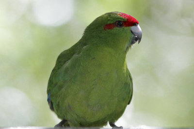 Red-crowned Parakeet