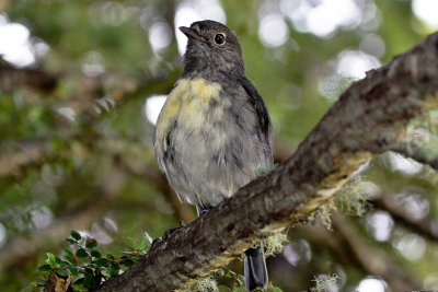 South Island Robin 