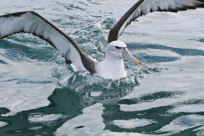 New Zealand White-capped (Mollymawk) Albatross