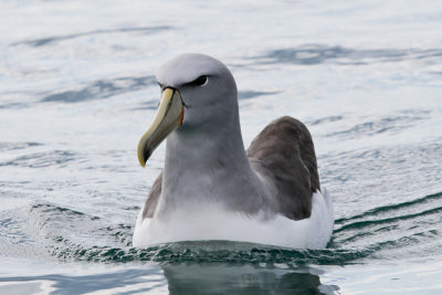 Salvin's (Mollymawk) Albatross