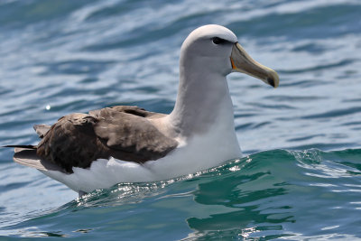 Salvin's (Mollymawk) Albatross