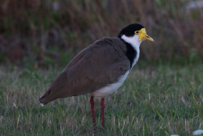 Masked Lap-winged Plover