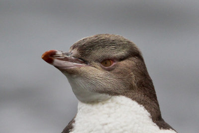 Yellow-eyed Penguin 