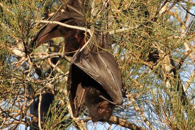 Black Flying Fox Bat