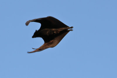 Black Flying Fox Bat