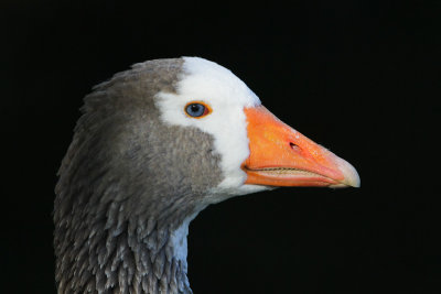 Feral Goose 