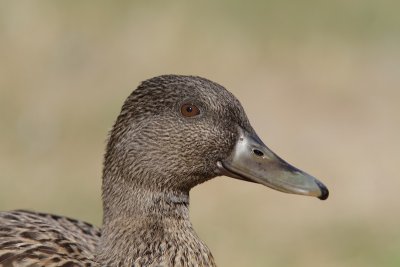 Grey/Mallard Duck
