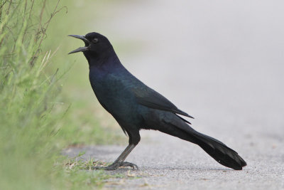 Boat-tailed Grackle 