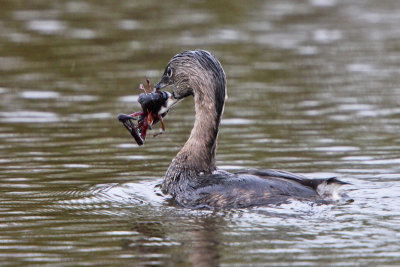 Pied-billed Grebe