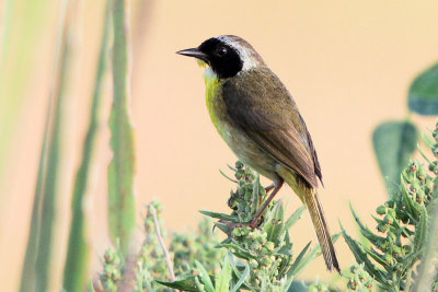 Common Yellowthroat 