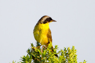 Common Yellowthroat 