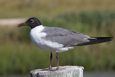 Laughing Gull