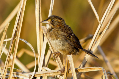 Seaside Sparrow