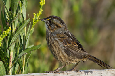 Seaside Sparrow