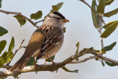 White-crowned Sparrow