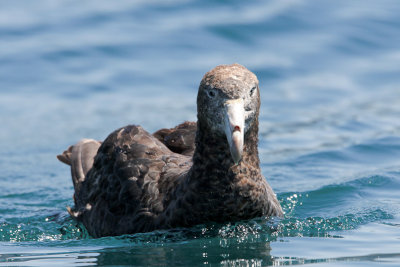 Northern Giant Petrel 