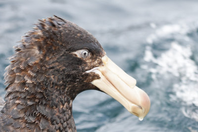 Northern Giant Petrel 