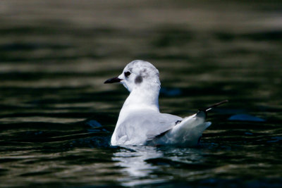 Bonaparte's Gull