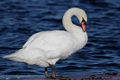 Mute Swan