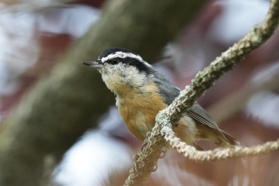 Red-breasted Nuthatch 