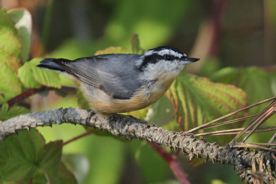 Red-breasted Nuthatch  