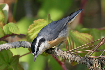 Red-breasted Nuthatch  