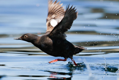 Pigeon Guillemot 