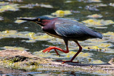 Green Heron