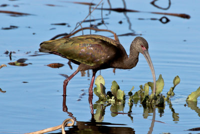 White-faced Ibis