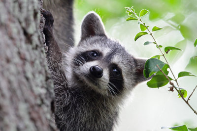 Raccoon (Brazos SP)-18.jpg