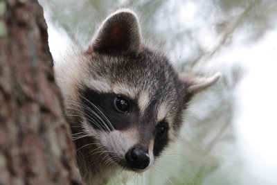 Raccoon 