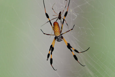 Banana Spider 